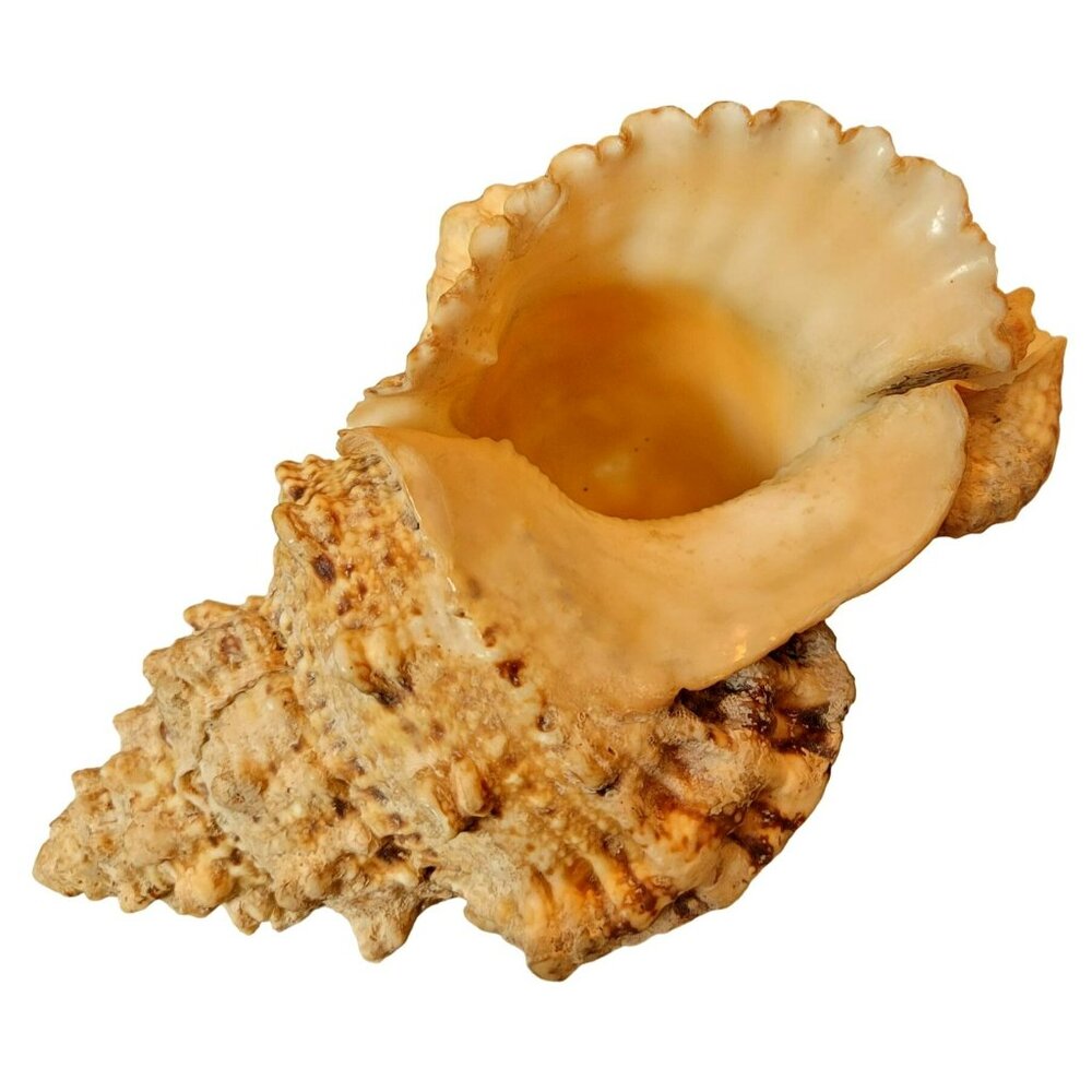 Large Frog Conch Seashell Tutufa Bubo Natural Vintage Shell JH1356